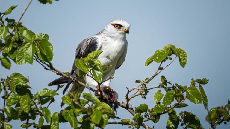 Yumurtalik Lagon était gai avec la migration de printemps