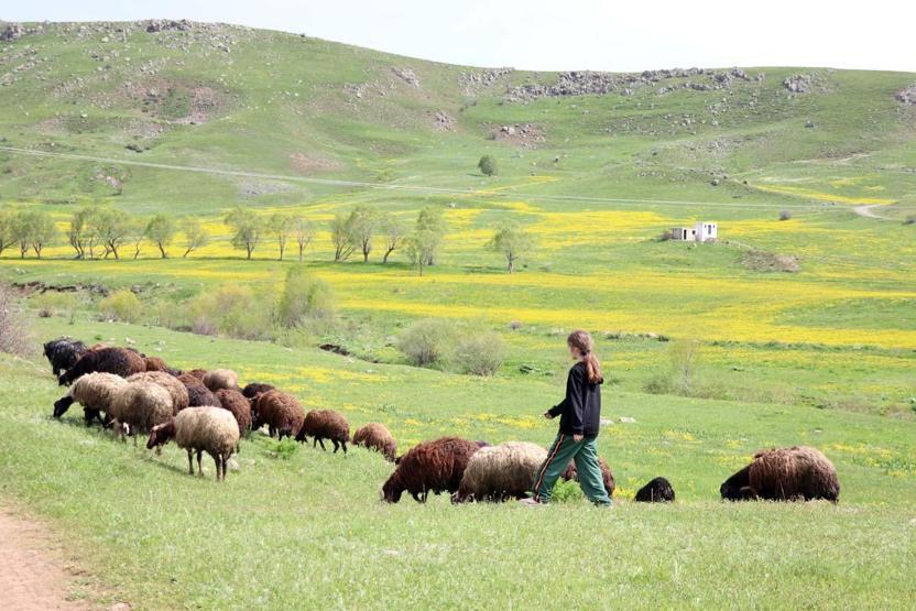 Avec l'arrivée du printemps dans la douleur, des fleurs colorées se sont ouvertes dans les montagnes