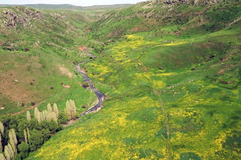 Avec l'arrivée du printemps dans la douleur, des fleurs colorées se sont ouvertes dans les montagnes