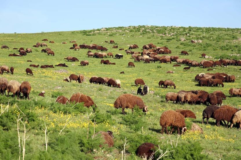 Avec l'arrivée du printemps dans la douleur, des fleurs colorées se sont ouvertes dans les montagnes