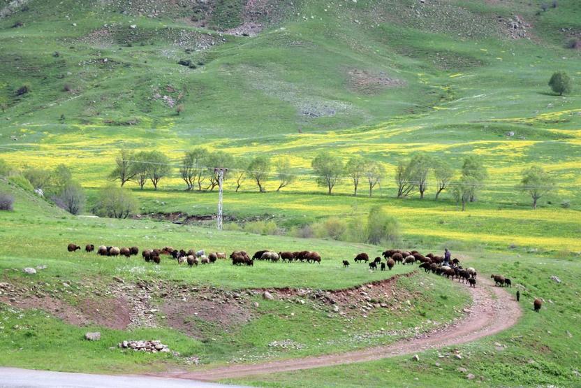 Avec l'arrivée du printemps dans la douleur, des fleurs colorées se sont ouvertes dans les montagnes