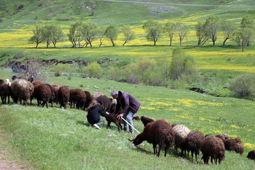 Avec l'arrivée du printemps dans la douleur, des fleurs colorées se sont ouvertes dans les montagnes