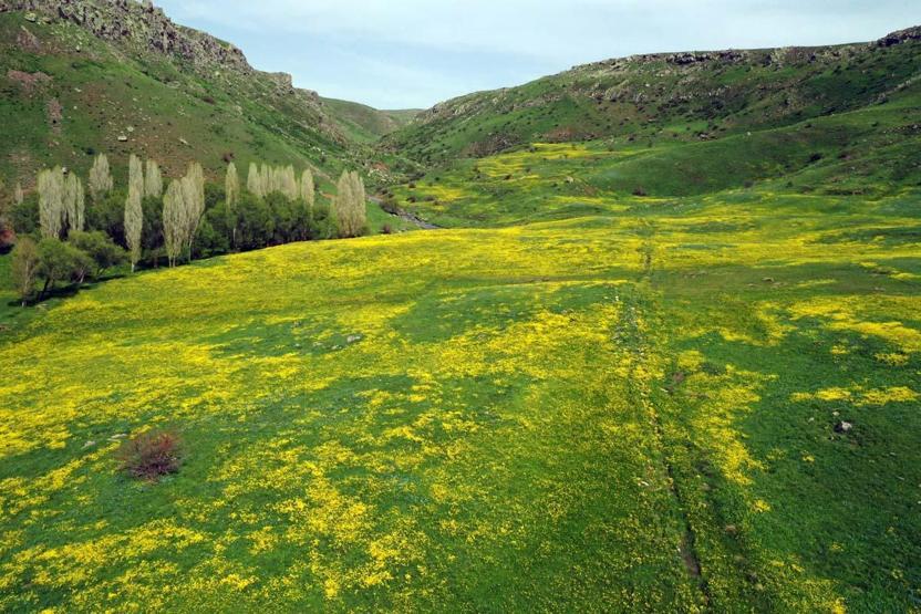 Avec l'arrivée du printemps dans la douleur, des fleurs colorées se sont ouvertes dans les montagnes