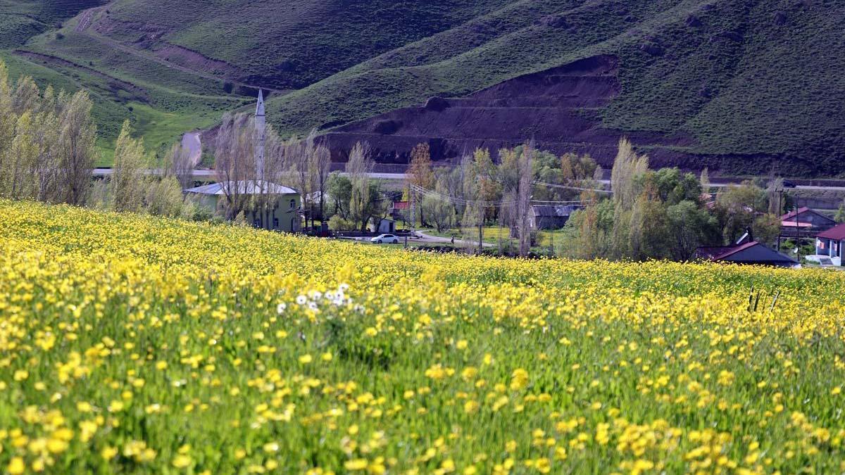 Avec l'arrivée du printemps à Ağrı, des fleurs colorées se sont ouvertes dans les montagnes