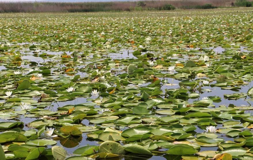 Le tourisme Nilüfer à Işıklı Lake est le centre d'attention pour les visiteurs