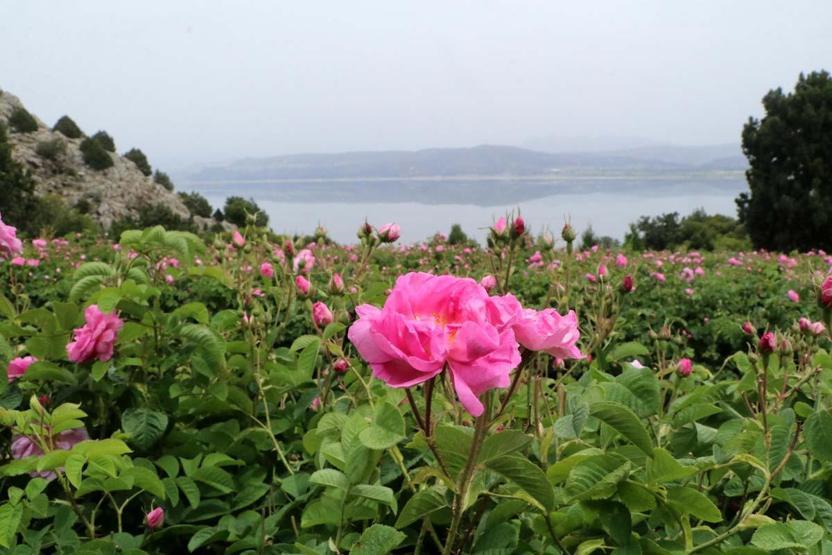 Nouvelle tendance dans les préférences des fêtes de la mer, du sable, du soleil plutôt que de la lavande touristique agricole, des roses, des olives ... il y a un intérêt intense pour les festivals
