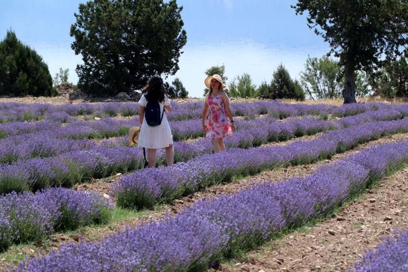 Nouvelle tendance dans les préférences des fêtes de la mer, du sable, du soleil plutôt que de la lavande touristique agricole, des roses, des olives ... il y a un intérêt intense pour les festivals
