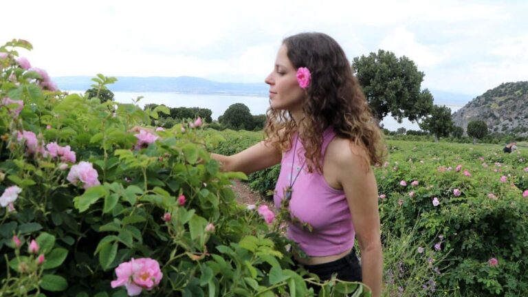 Nouvelle tendance dans les préférences des fêtes! Tourisme agricole au lieu de la mer, du sable, du soleil! Lavande, rose, olive … il y a un intérêt intense pour les festivals