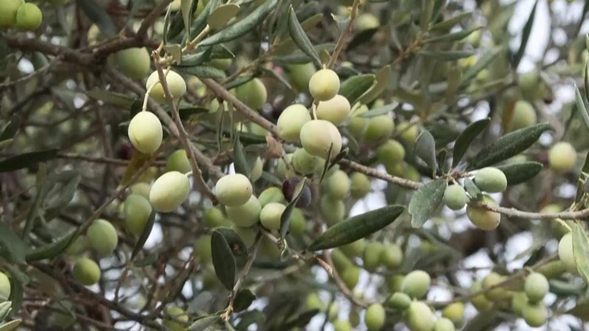 La «proposition d'Olive Grove» a été acceptée à la Grande Assemblée nationale turque