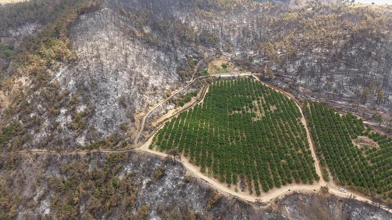 Comment l'image frappante n'a pas été brûlée dans les incendies dans la bourse, pas un miracle, mais la sueur du front