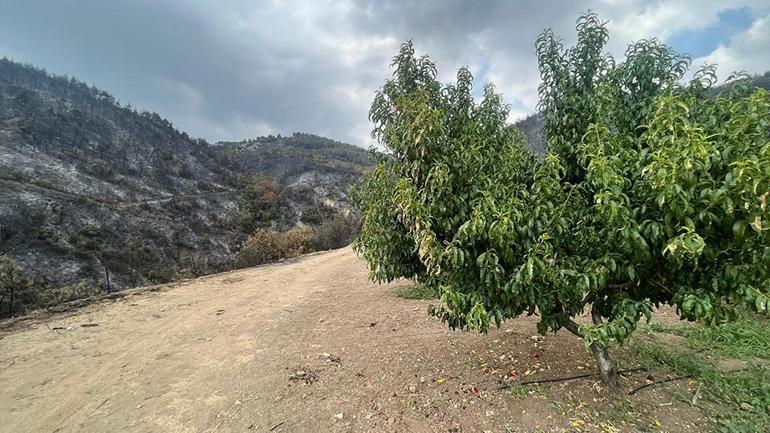 Comment l'image frappante n'a pas été brûlée dans les incendies dans la bourse, pas un miracle, mais la sueur du front