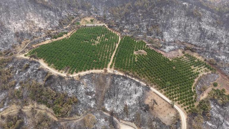 Comment l'image frappante n'a pas été brûlée dans les incendies dans la bourse, pas un miracle, mais la sueur du front