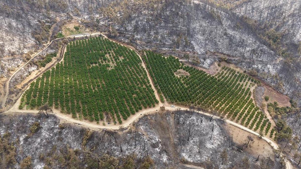 Image frappante dans les incendies en bourse! Comment n'a-t-il pas brûlé? Pas miracle, sueur du front!