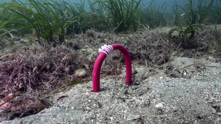 La lutte contre Muslaj dans la mer de Marmara: Çayır-Iz et Pina-Iz respireront avec des projets