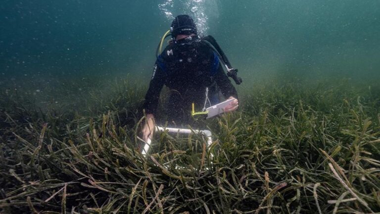 La lutte contre Muslaj dans la mer de Marmara: il respirera avec les projets de Çayır-Iz et Pina-Iz