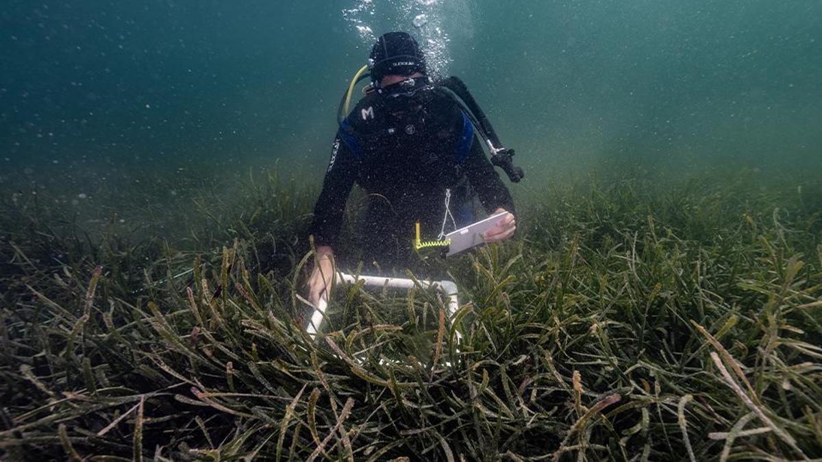 La lutte contre Muslaj dans la mer de Marmara: il respirera avec les projets de Çayır-Iz et Pina-Iz