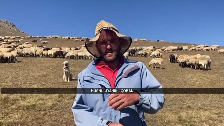 Diplômé universitaire a choisi des bergers