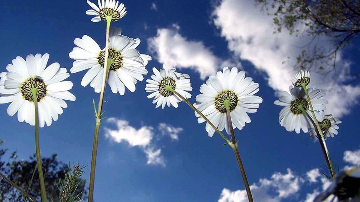 DATES D'AUTOMNE DU CEMRE 2026 : Quand le Cemre tombera-t-il dans l'air, le sol et l'eau ? Qu'est-ce que Cemre tombe, qu'est-ce que cela signifie ?