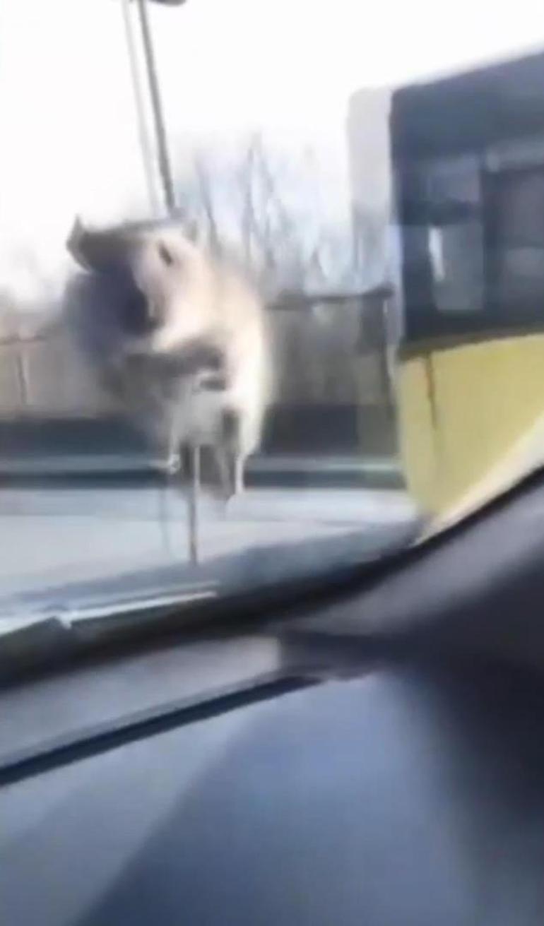 Moments intéressants à Istanbul : une souris a sauté dans une voiture en mouvement