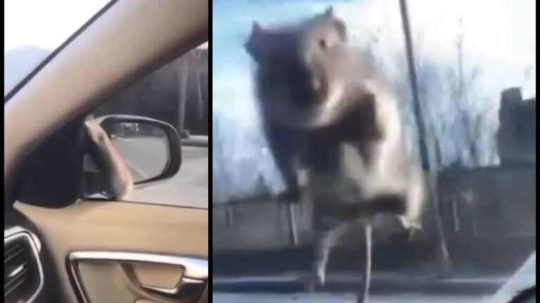 Moments intéressants à Istanbul : Une souris a sauté dans une voiture en mouvement !