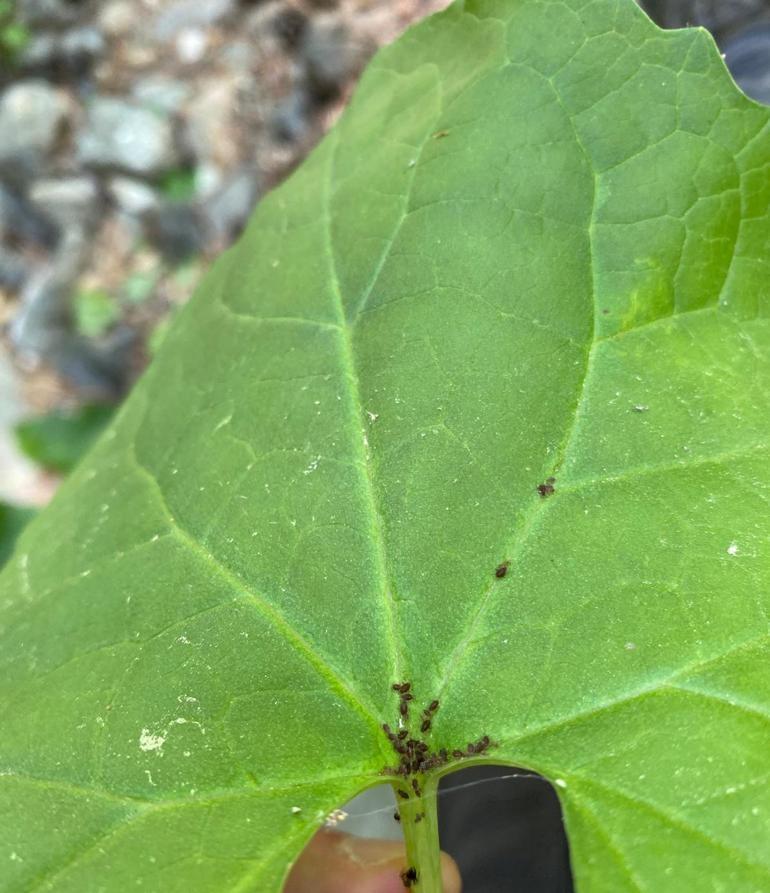 Une nouvelle espèce d'insecte a été découverte dans les montagnes Kaz