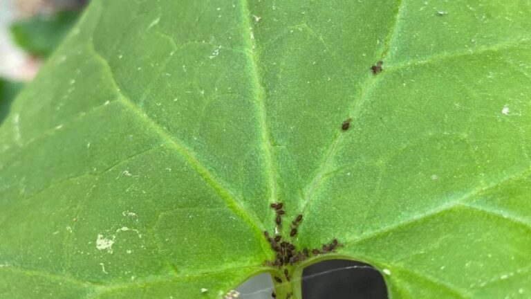 Une nouvelle espèce d'insecte a été découverte dans les montagnes Kaz