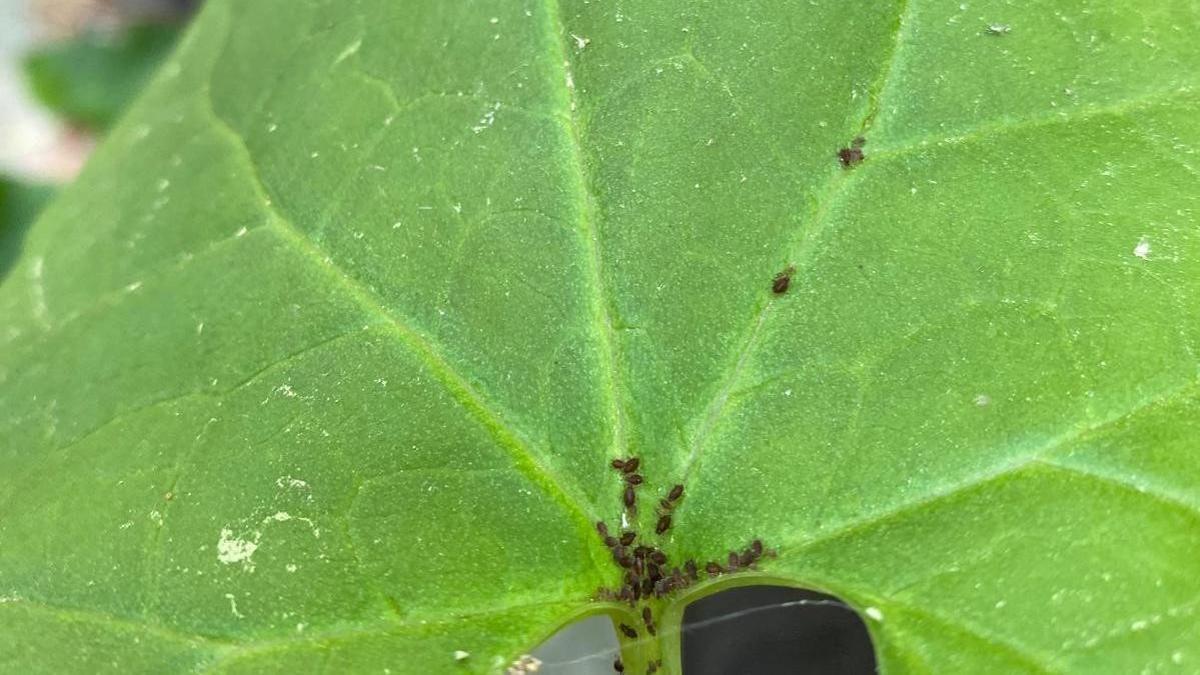 Une nouvelle espèce d'insecte a été découverte dans les montagnes Kaz