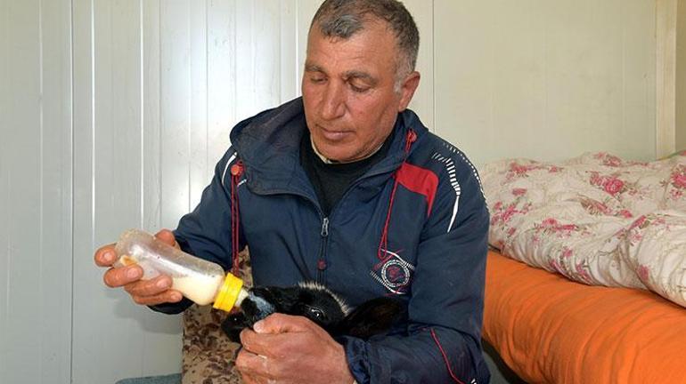 Sa mère nourrit au biberon un agneau de 20 jours mort à la maison