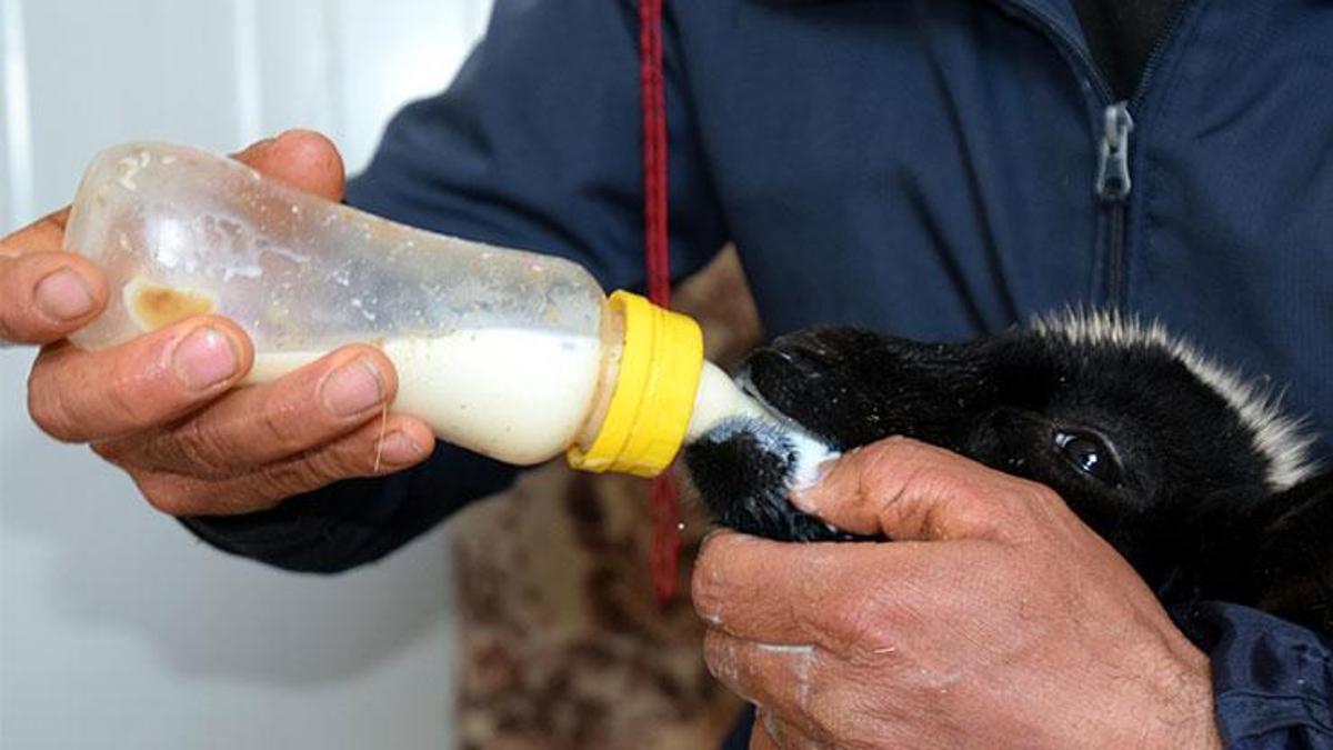 Sa mère nourrit au biberon un agneau de 20 jours mort à la maison