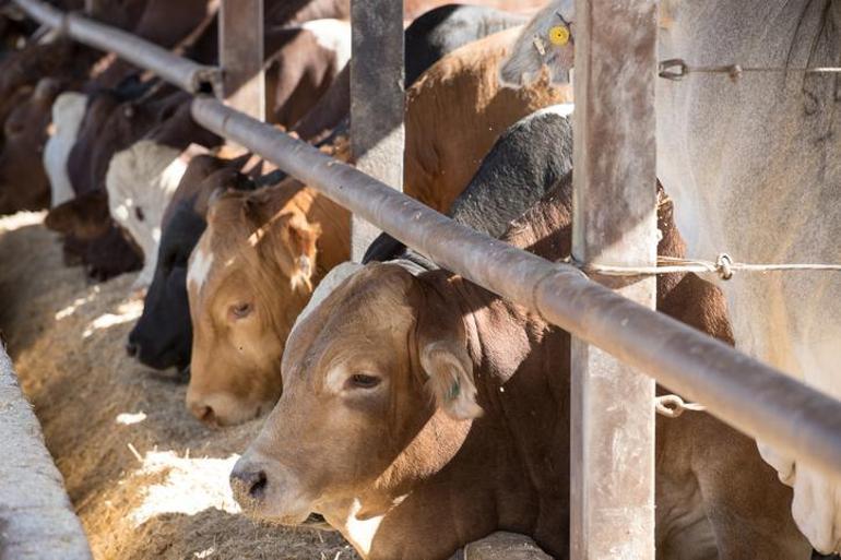 Aïd al-Adha 2026 QUAND ET QUEL JOUR La fête de l'Aïd al-Adha sera-t-elle prolongée ? Attente critique pour les 9 jours de vacances