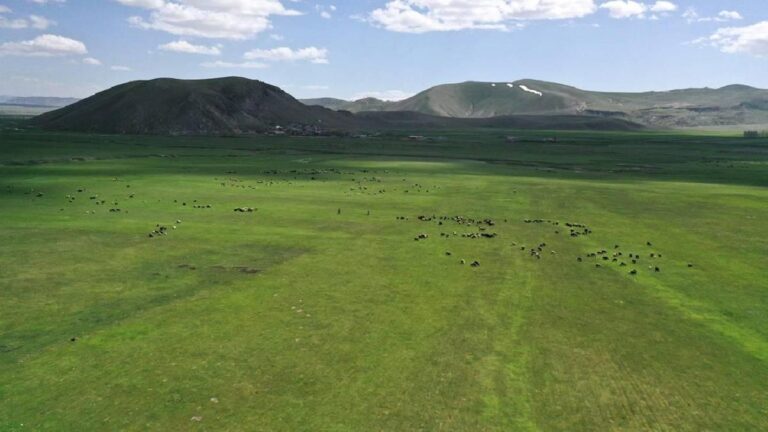 Le ministère démenti les allégations d' »interdiction des pâturages » à Kars