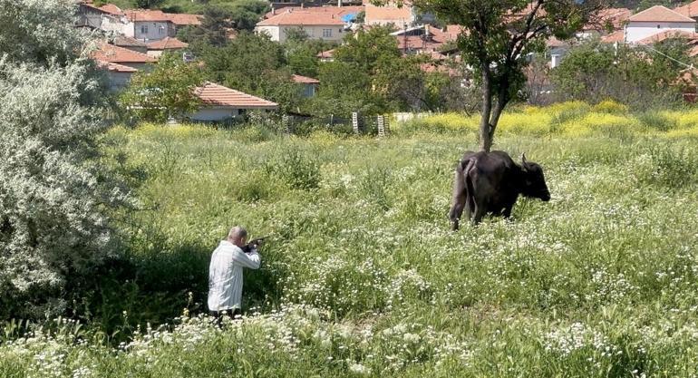 Un classique des fêtes : les animaux sacrificiels fugitifs