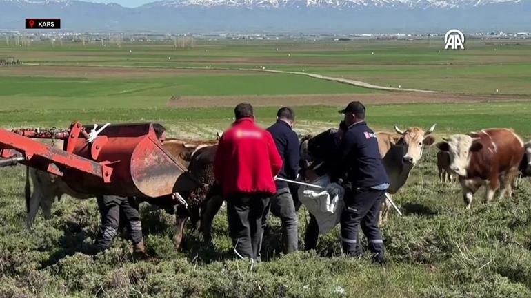 Un classique des fêtes : les animaux sacrificiels fugitifs