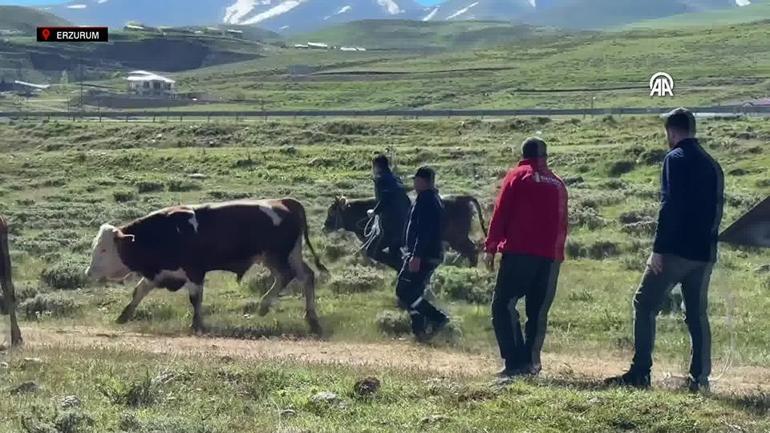 Un classique des fêtes : les animaux sacrificiels fugitifs