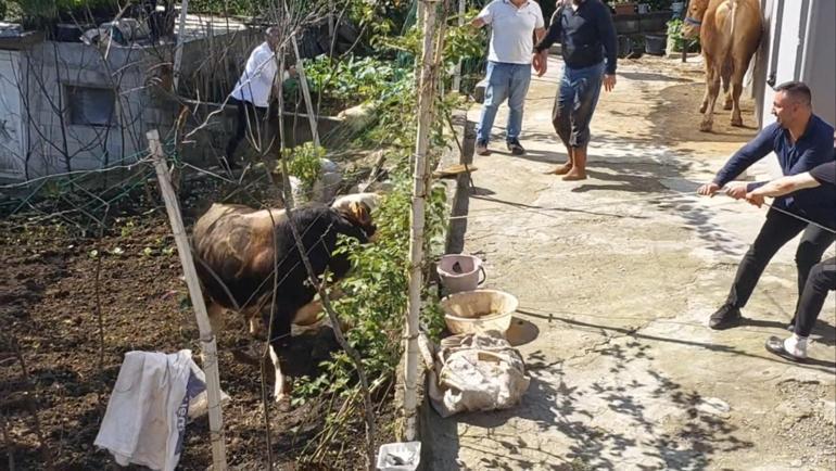Un classique des fêtes : les animaux sacrificiels fugitifs