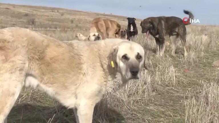 Ministre de l'Intérieur Çiftçi : « 89 % des animaux errants ont été collectés »