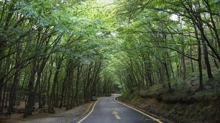 DERNIÈRES NOUVELLES… L'entrée dans les zones forestières et l'allumage des feux sont interdits à Istanbul jusqu'au 15 octobre