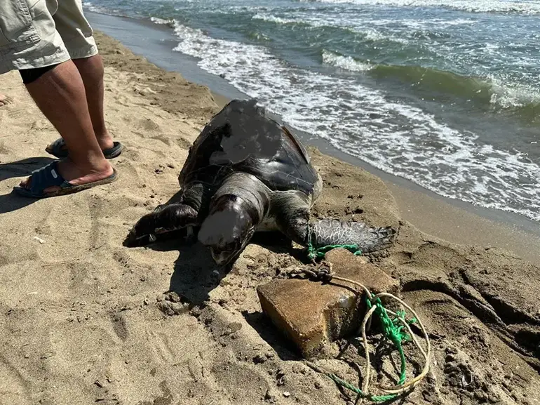 Une tortue de mer a été sauvagement assassinée en attachant un pavé à sa nageoire