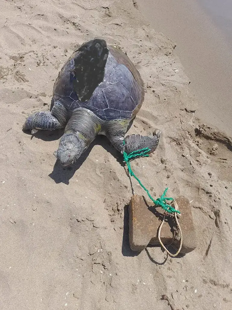 Une tortue de mer a été sauvagement assassinée en attachant un pavé à sa nageoire