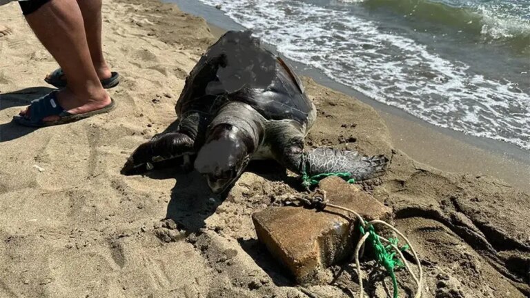 Une tortue de mer a été sauvagement assassinée en attachant un pavé à sa nageoire