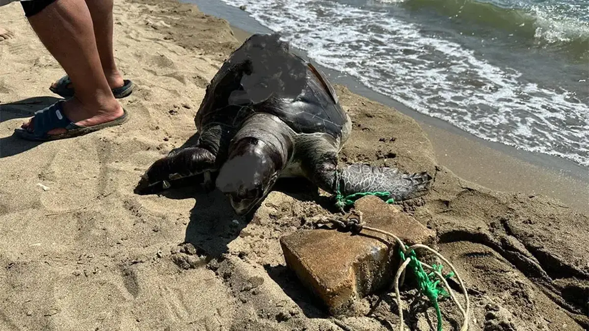 Une tortue de mer a été sauvagement assassinée en attachant un pavé à sa nageoire