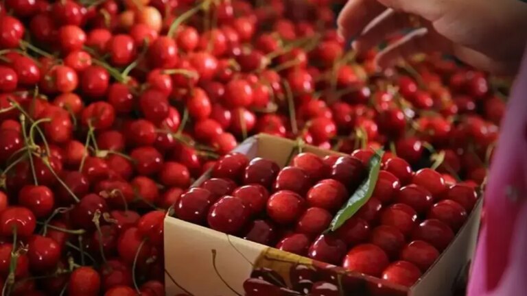Il a mangé des cerises et est mort ! Sa femme est en soins intensifs