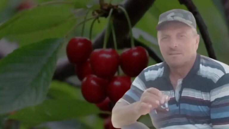 Ils sont tombés malades après avoir mangé des cerises : lui aussi est mort après sa femme !