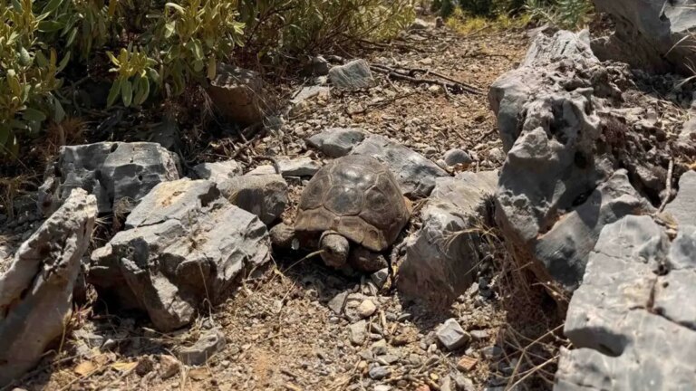 Images de Muğla : La tortue fuyant les flammes s'est réfugiée parmi les pierres