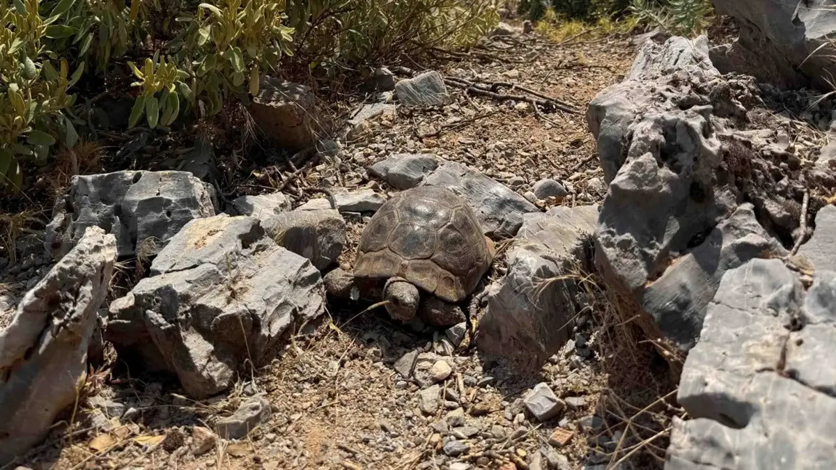 Images de Muğla : La tortue fuyant les flammes s'est réfugiée parmi les pierres