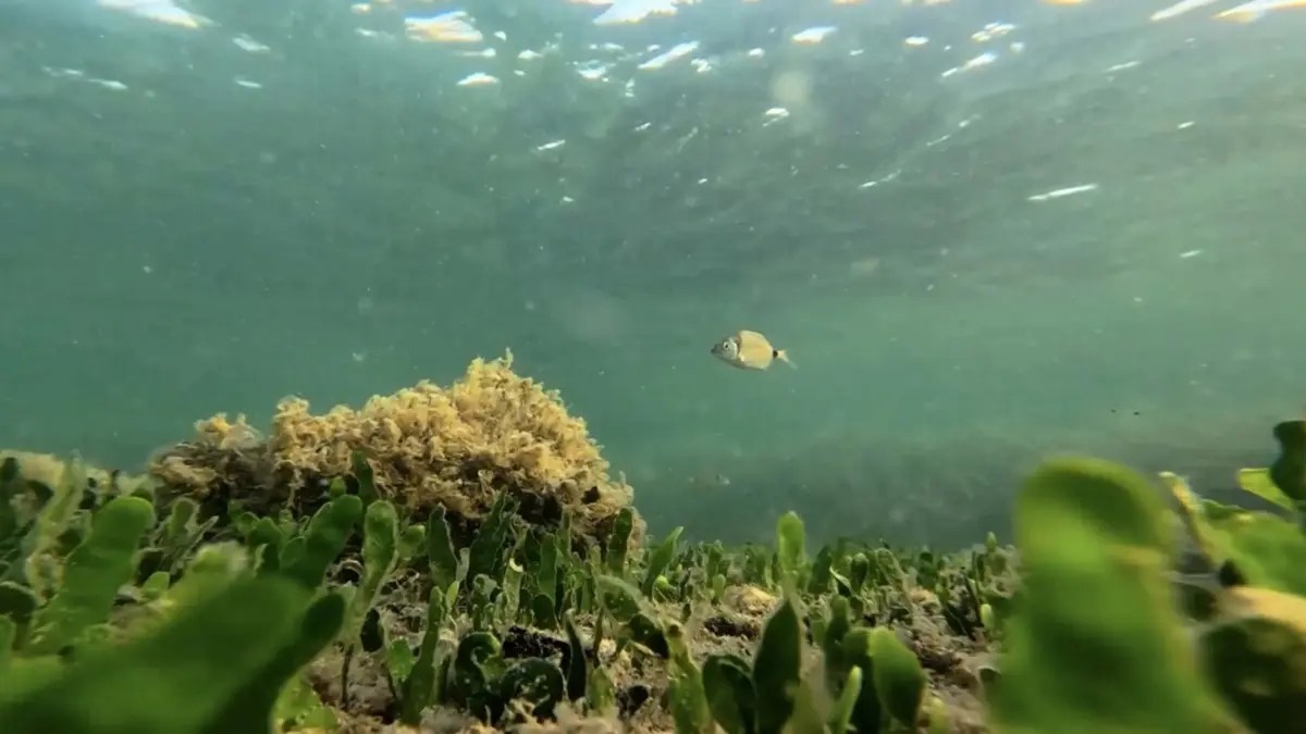 Grande protection pour les « poumons » de la mer Égée