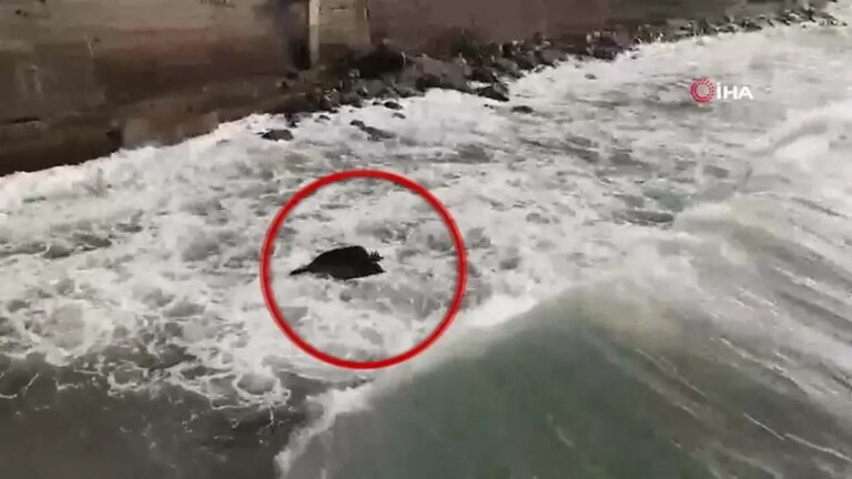 Un drone a été trouvé dans la forêt de Sinop et dans la mer à Düzce !