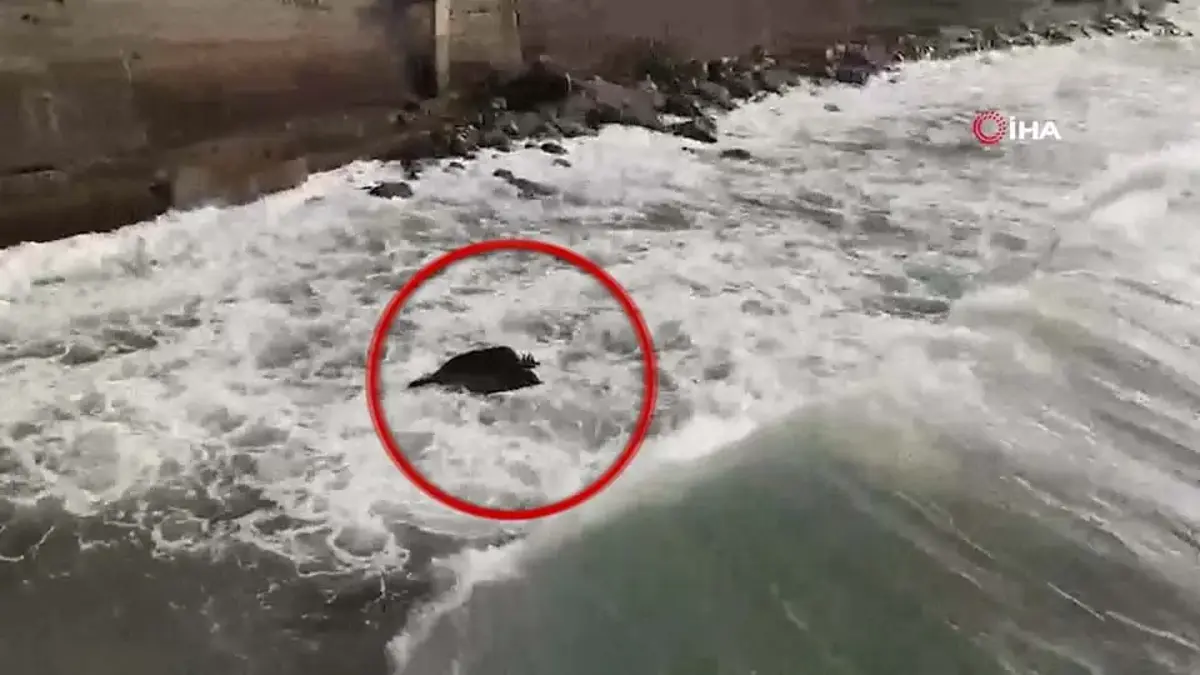 Un drone a été trouvé dans la forêt de Sinop et dans la mer à Düzce !